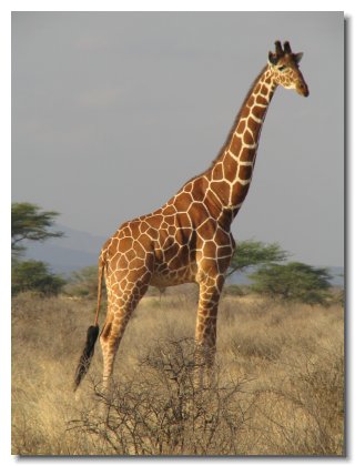 KE 26 - Giraffe 2